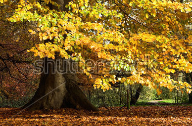 Tree trouble